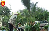 Trồng cây cảnh, phủ xanh dải phân cách ở đường Kim Mã
